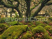 sphagnum moss Image